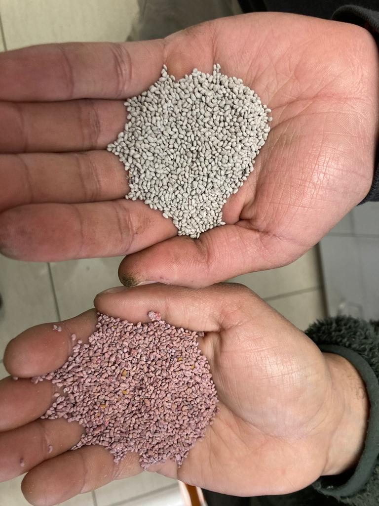 Semillas de alfalfa con tratamiento de peletizado para mejorar su establecimiento en suelos de secano.