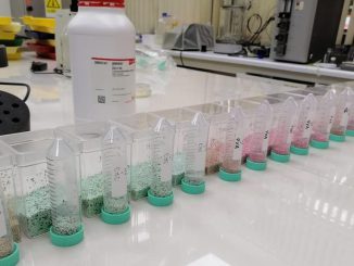 Semillas de alfalfa con tratamiento de peletizado para mejorar su establecimiento en suelos de secano.