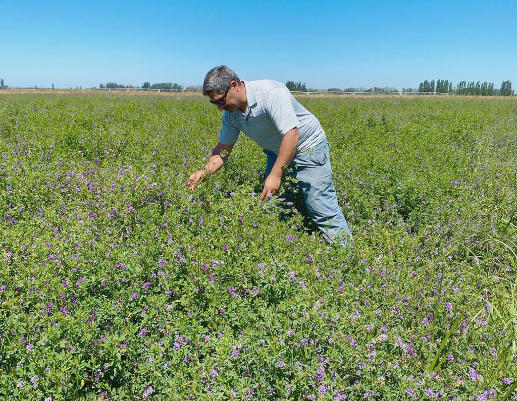 Semillas de alfalfa con tratamiento de peletizado para mejorar su establecimiento en suelos de secano.