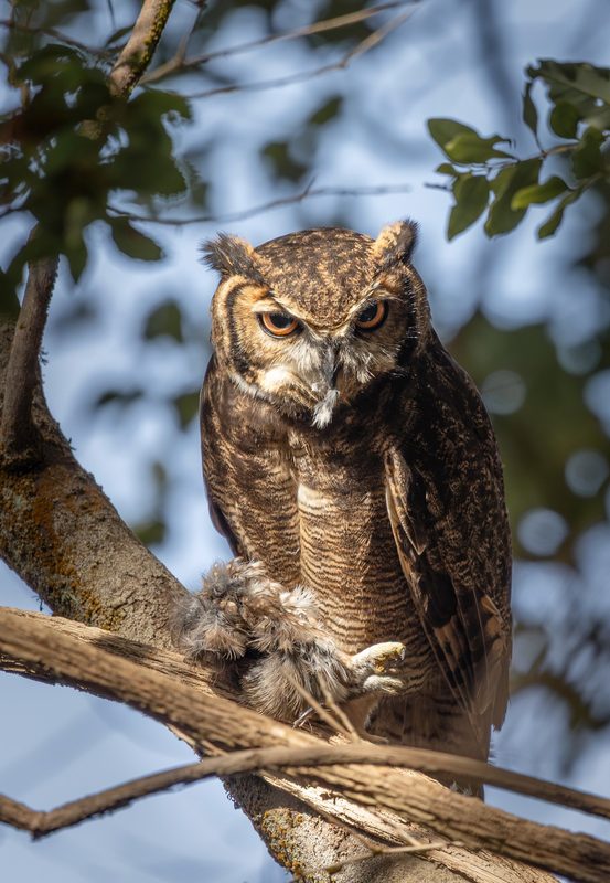 Fauna salvaje en los senderos y humedales del Parque Tricao en Chile