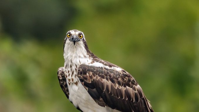 Fauna salvaje en los senderos y humedales del Parque Tricao en Chile