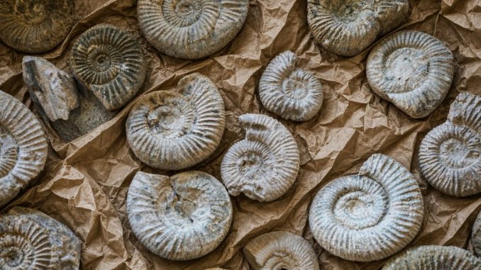 Fósiles de amonites de 110 millones de años descubiertos por Aduanas en el puerto de San Antonio